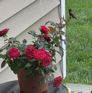 Meet your Posher, Norma